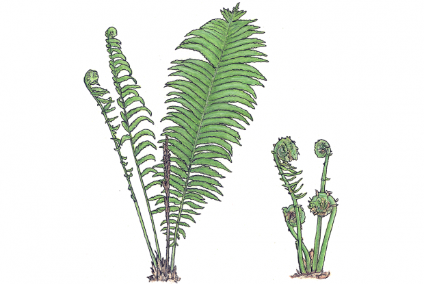 Matteuccia struthiopteris