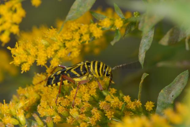 Megacyllene robiniae