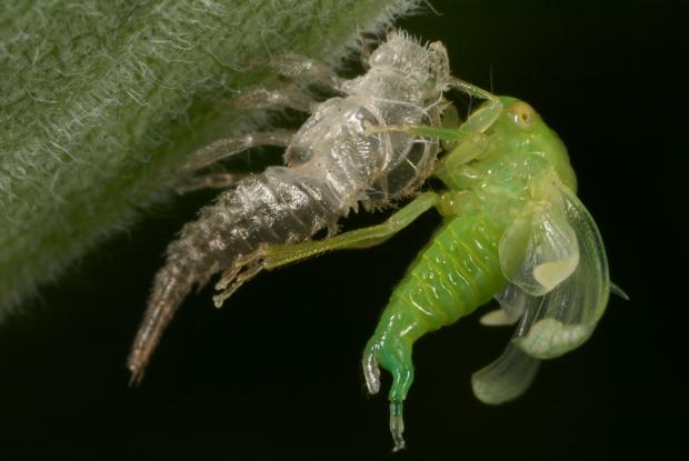 Treehopper Membracidae, Québec, Canada.