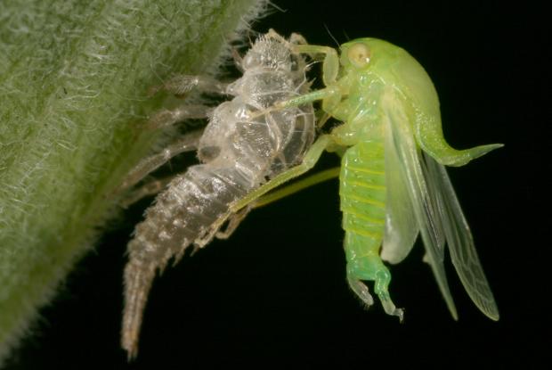 Membracidae, Québec, Canada.