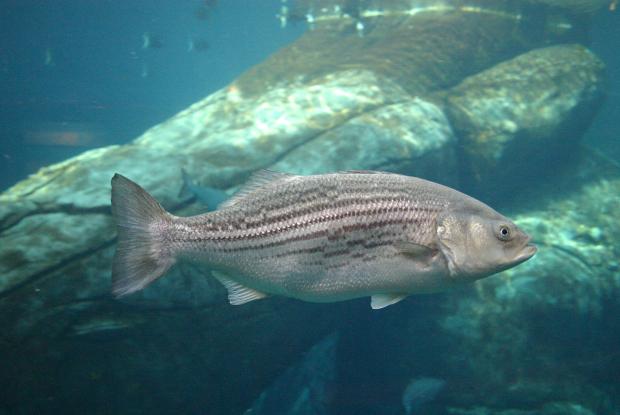 Le bar rayé (Morone saxatilis) est considéré disparu au Québec à cause de sa surexploitation.