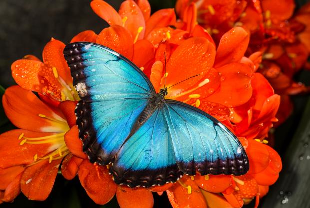 Common morpho (Morpho helenor) on a flower