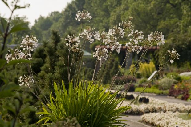 Agapanthus Agapanthus 'Glacier Stream'