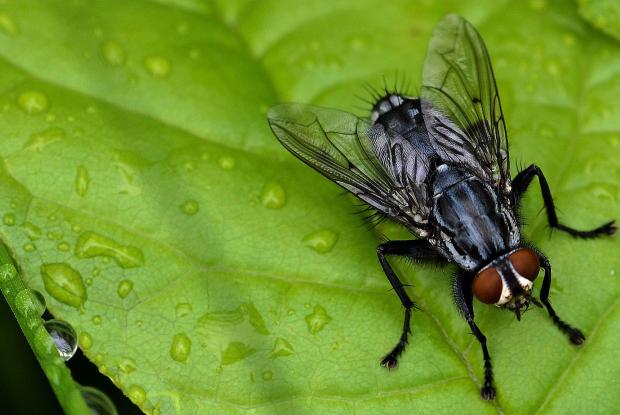 Une mouche de la famille des Sarcophagides