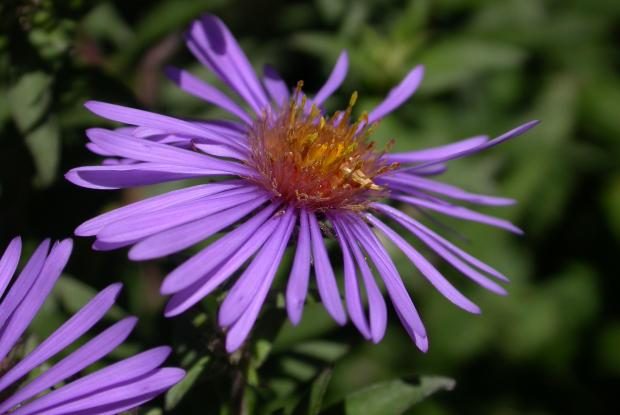 New England aster