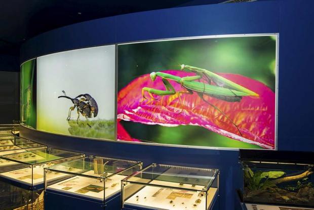 Nous, les insectes Exposition permanente Nous les insectes.