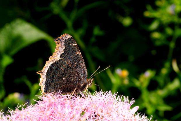 Nymphalis antiopa