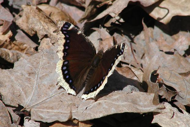 Nymphalis antiopa, Québec, Canada.