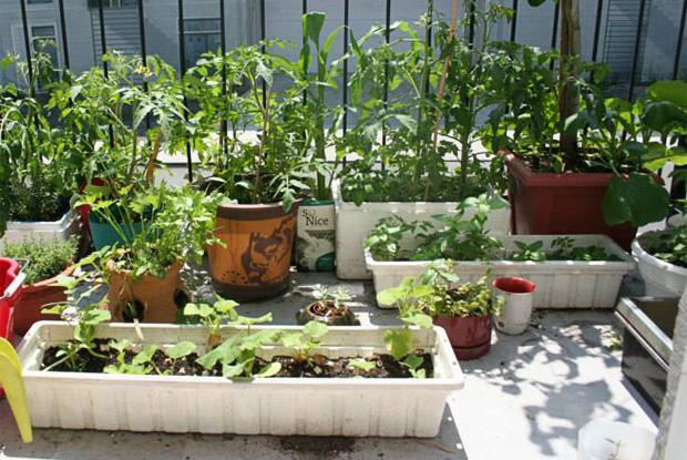 Jardinage sur le balcon