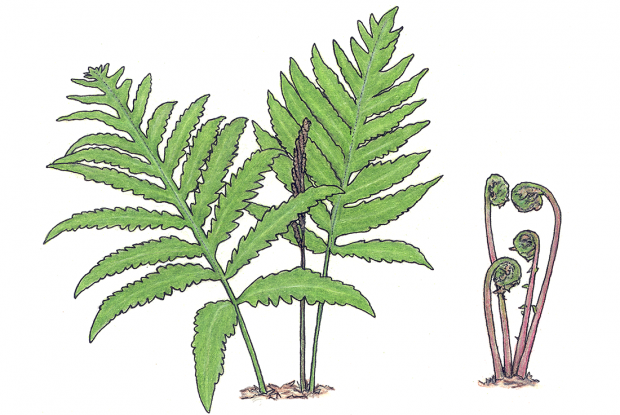 Onoclea sensibilis