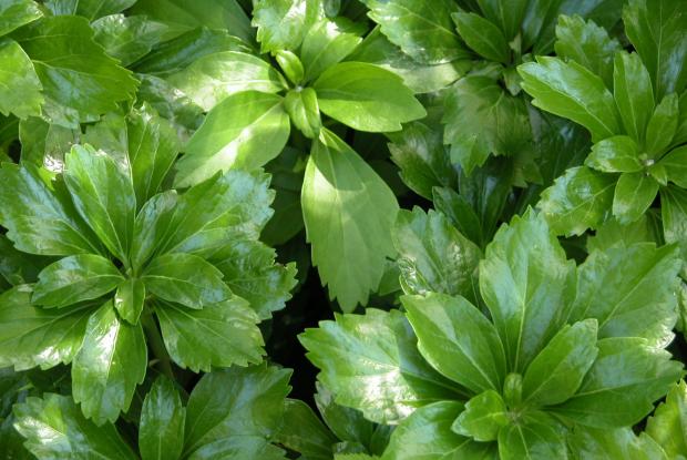 Pachysandra terminalis.