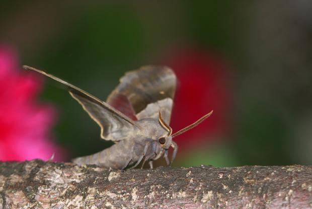 Pachysphinx modesta