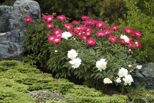 Peonies Paeonia cv.