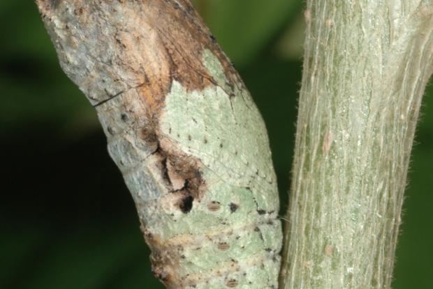 Papilio anchisiades, Costa Rica.