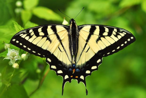 Papilio canadensis