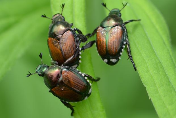 Popillia japonica