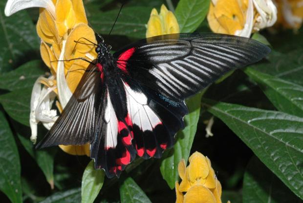 Porte-queue écarlate Papilio rumanzovia, Philippines.
