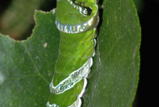 Porte-queue écarlate, chenille Papilio rumanzovia, Philippines.
