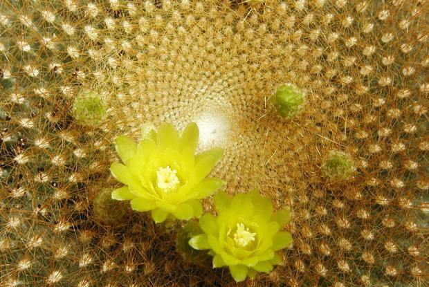 Parodia graessneri.