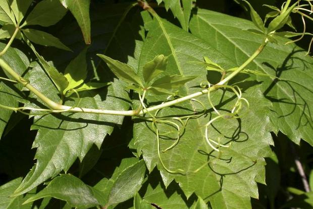 Parthenocissus quinquefolia