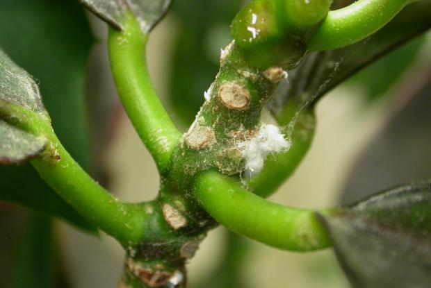 Cochenille des serres
