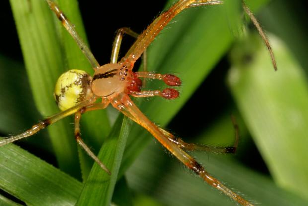 Araignée, Québec, Canada.