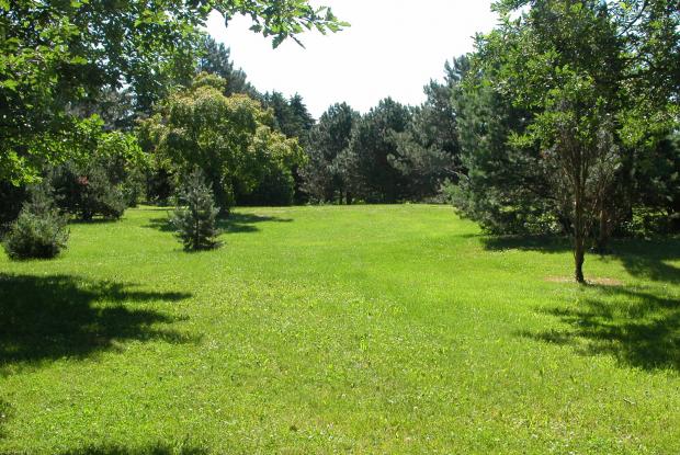 Lawn - Arboretum