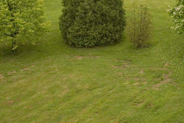 Espaces dénudés sur la pelouse