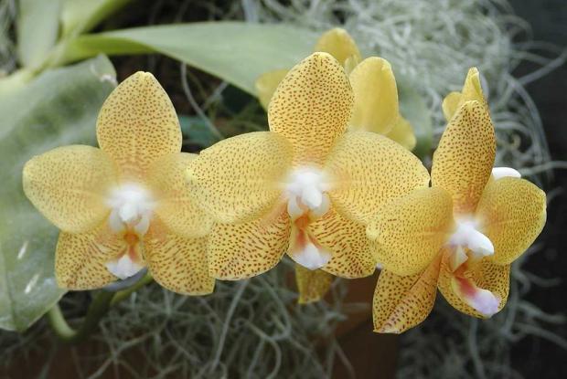 Phalaenopsis 'Brother Elizabeth'
