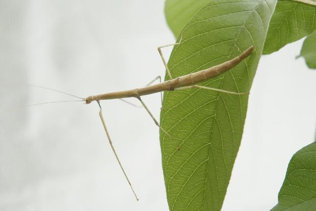 Phasme nordique à l'Insectarium de Montréal