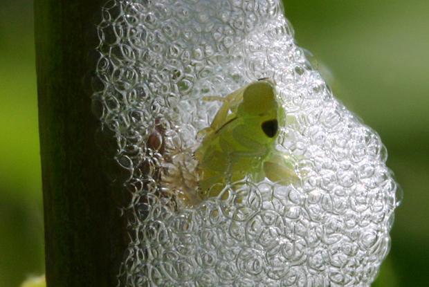 Meadow spittlebug Philaenus spumarius, Québec, Canada.
