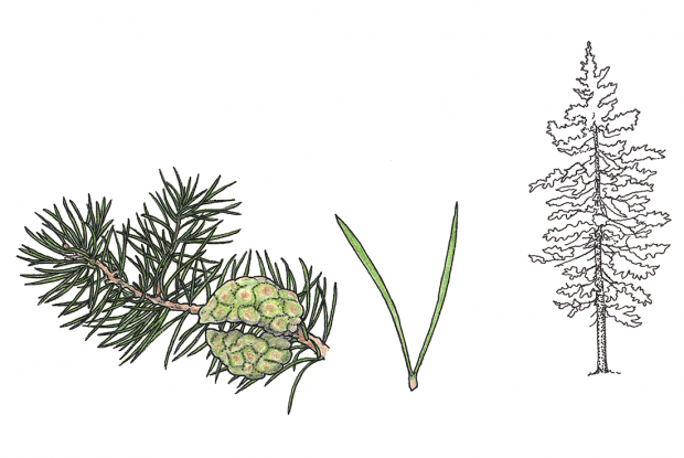 Pinus banksiana (Pinus divaricata)