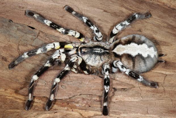 Poecilotheria regalis, Inde et Sri Lanka.
