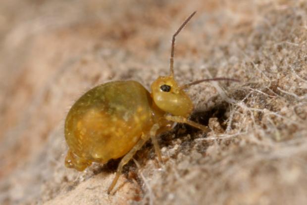 Pseudobourletiella spinata, Québec, Canada.