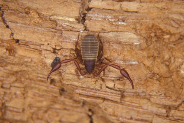Pseudoscorpionida