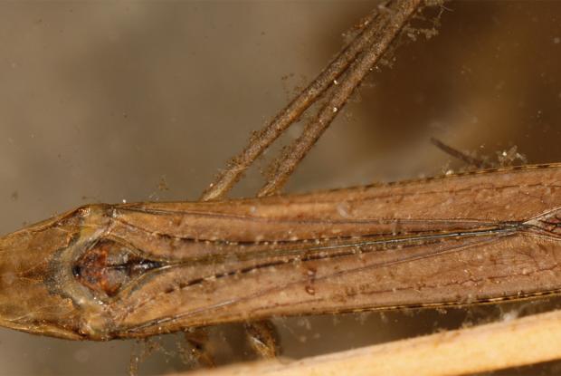 Ranatra sp.