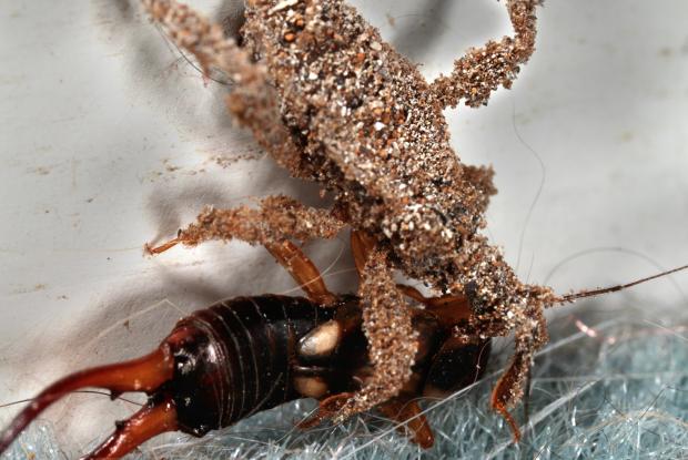 Reduvius personatus, Québec, Canada.