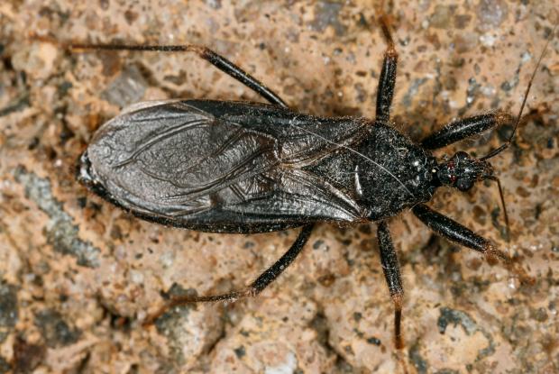 Hemiptera, Reduvius personatus, Québec, Canada.