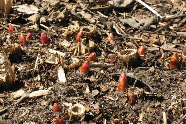 Renouée du Japon Polygonum cuspidatum
