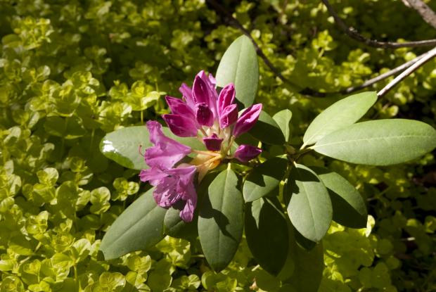 Rhododendron