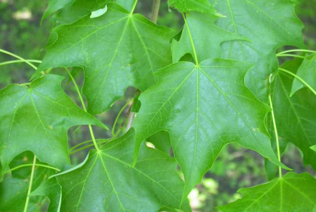 Érable à sucre Acer saccharum
