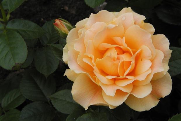 Rosier floribunda Rosa 'Easy Going'.