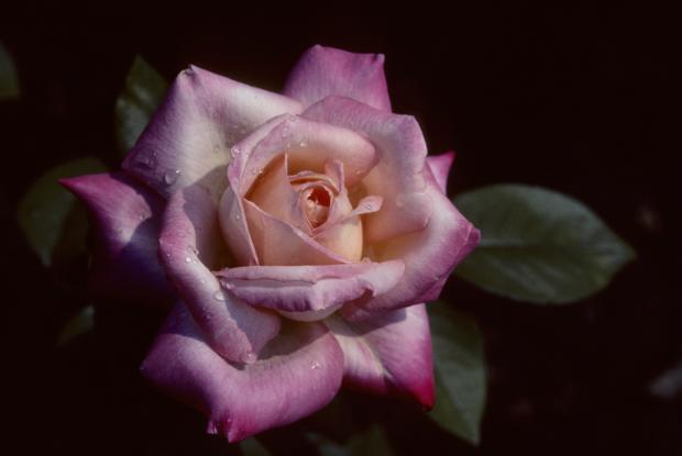 Montréal rose.
