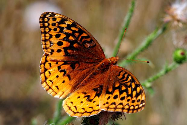 Speyeria cybele