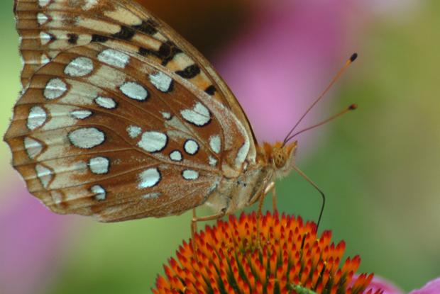 Great spangled fritillary butterfly Speyeria cybele, Québec, Canada.