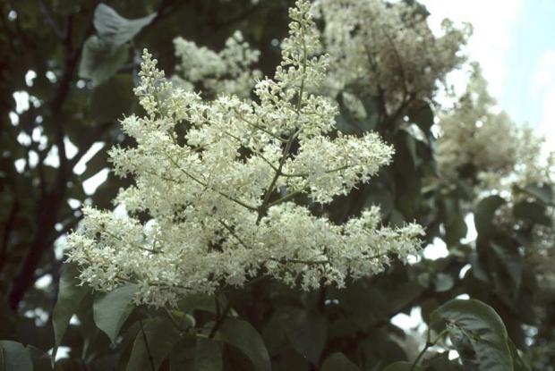 Syringa reticulata ssp. reticulata 'Yvory Silk'