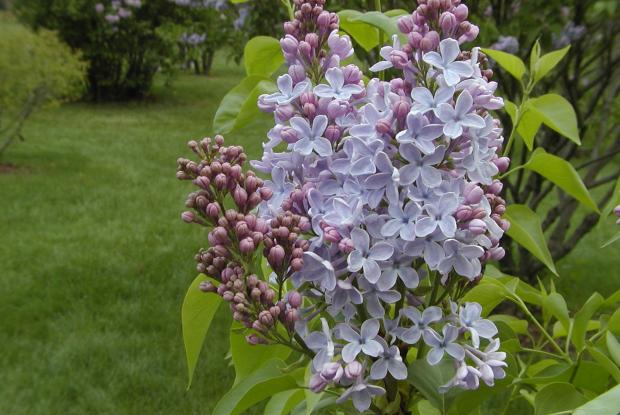 Syringa vulgaris 'Heavenly Blue'