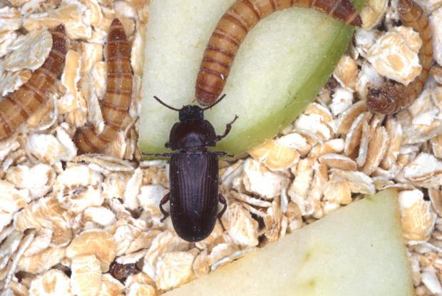 Tenebrio molitor