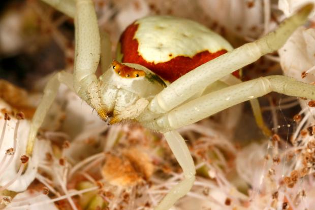 Thomisidae, Québec, Canada.