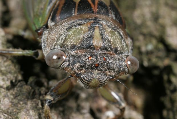Tibicen canicularis